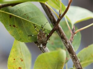 plagas de plantas de jardin