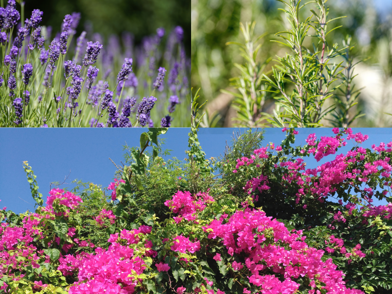 Cuáles son las mejores flores para el jardín: especies resistentes, bonitas y fáciles de mantener